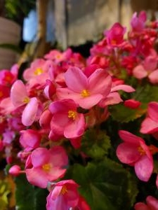 愛して！｜「花里」　（神奈川県逗子市の花キューピット加盟店 花屋）のブログ
