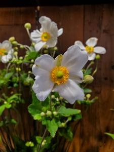 花は知っている｜「花里」　（神奈川県逗子市の花キューピット加盟店 花屋）のブログ