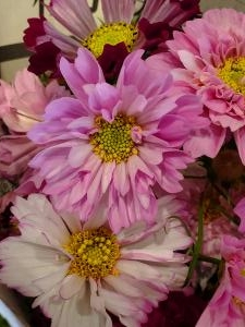 秋桜｜「花里」　（神奈川県逗子市の花キューピット加盟店 花屋）のブログ
