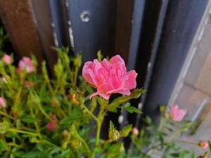 ほほえみ｜「花里」　（神奈川県逗子市の花キューピット加盟店 花屋）のブログ