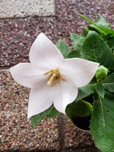 白｜「花里」　（神奈川県逗子市の花キューピット加盟店 花屋）のブログ