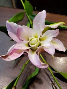 八重咲き｜「花里」　（神奈川県逗子市の花キューピット加盟店 花屋）のブログ