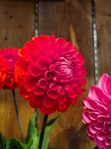 ぽんっ！｜「花里」　（神奈川県逗子市の花キューピット加盟店 花屋）のブログ