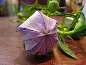 音もなく｜「花里」　（神奈川県逗子市の花キューピット加盟店 花屋）のブログ