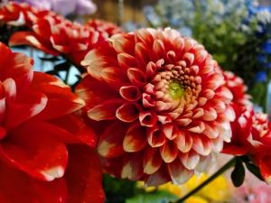 サンタ｜「花里」　（神奈川県逗子市の花キューピット加盟店 花屋）のブログ