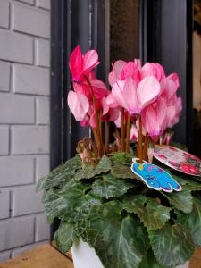 シクラメン｜「花里」　（神奈川県逗子市の花キューピット加盟店 花屋）のブログ