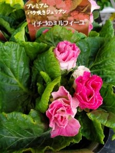 いちごのミルフィーユ｜「花里」　（神奈川県逗子市の花キューピット加盟店 花屋）のブログ