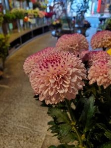 ポン｜「花里」　（神奈川県逗子市の花キューピット加盟店 花屋）のブログ