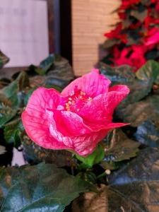 夏の名残｜「花里」　（神奈川県逗子市の花キューピット加盟店 花屋）のブログ