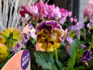 フリル｜「花里」　（神奈川県逗子市の花キューピット加盟店 花屋）のブログ
