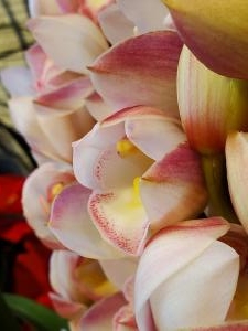 プリキュア｜「花里」　（神奈川県逗子市の花キューピット加盟店 花屋）のブログ