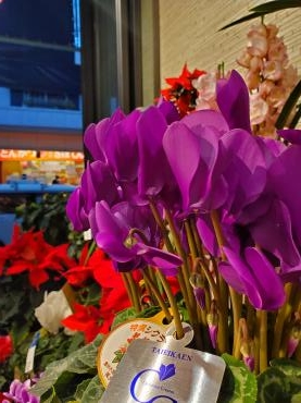 紫｜「花里」　（神奈川県逗子市の花キューピット加盟店 花屋）のブログ