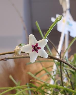 降る花｜「花里」　（神奈川県逗子市の花キューピット加盟店 花屋）のブログ