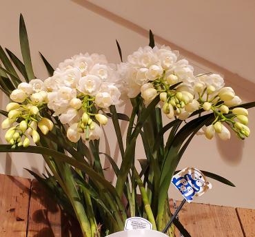 花の滝｜「花里」　（神奈川県逗子市の花キューピット加盟店 花屋）のブログ