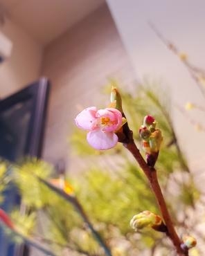 春｜「花里」　（神奈川県逗子市の花キューピット加盟店 花屋）のブログ