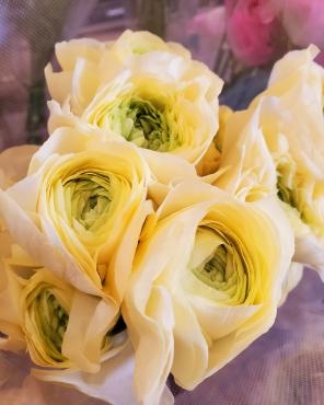 すべすべ｜「花里」　（神奈川県逗子市の花キューピット加盟店 花屋）のブログ