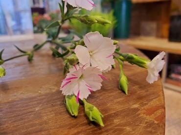 線香花火｜「花里」　（神奈川県逗子市の花キューピット加盟店 花屋）のブログ