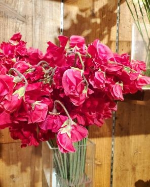 赤いスイートピー｜「花里」　（神奈川県逗子市の花キューピット加盟店 花屋）のブログ