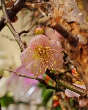 紅白｜「花里」　（神奈川県逗子市の花キューピット加盟店 花屋）のブログ