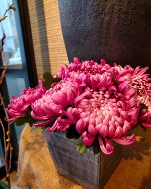 菊｜「花里」　（神奈川県逗子市の花キューピット加盟店 花屋）のブログ