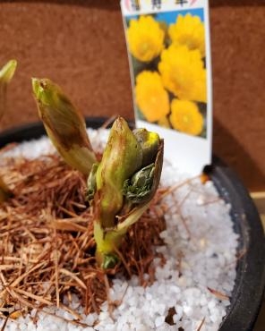 春近し｜「花里」　（神奈川県逗子市の花キューピット加盟店 花屋）のブログ