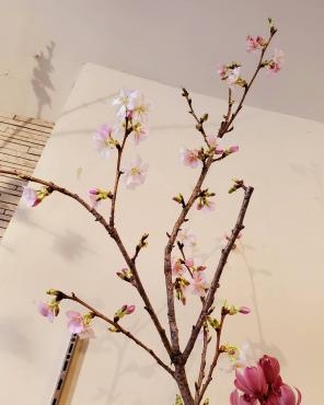 八分咲き｜「花里」　（神奈川県逗子市の花キューピット加盟店 花屋）のブログ