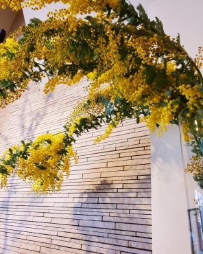 ミモザ｜「花里」　（神奈川県逗子市の花キューピット加盟店 花屋）のブログ