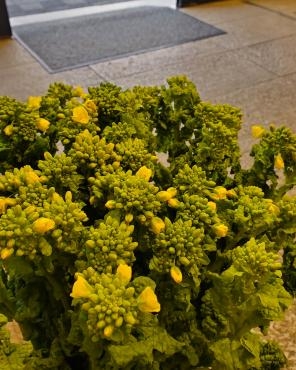 菜の花｜「花里」　（神奈川県逗子市の花キューピット加盟店 花屋）のブログ
