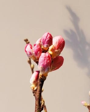 桃｜「花里」　（神奈川県逗子市の花キューピット加盟店 花屋）のブログ