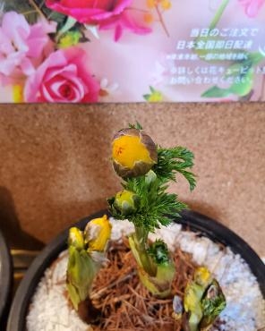 一旦おやすみ｜「花里」　（神奈川県逗子市の花キューピット加盟店 花屋）のブログ