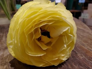 ぽーん｜「花里」　（神奈川県逗子市の花キューピット加盟店 花屋）のブログ