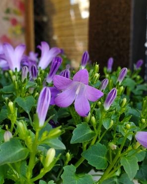 ベル｜「花里」　（神奈川県逗子市の花キューピット加盟店 花屋）のブログ