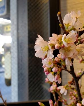さくらさくら｜「花里」　（神奈川県逗子市の花キューピット加盟店 花屋）のブログ