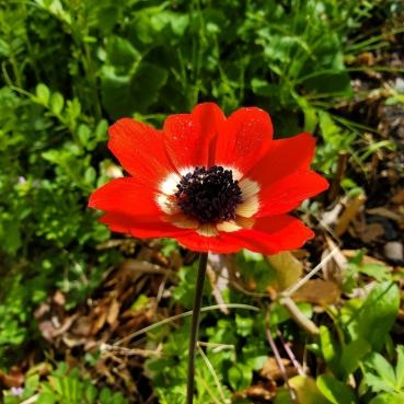 お花畑 花屋ブログ 神奈川県逗子市の花屋 花里にフラワーギフトはお任せください 当店は 安心と信頼の花キューピット加盟店です 花キューピットタウン