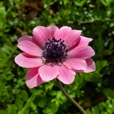 お花畑 花屋ブログ 神奈川県逗子市の花屋 花里にフラワーギフトはお任せください 当店は 安心と信頼の花キューピット加盟店です 花キューピットタウン