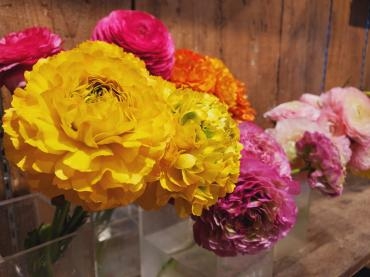 カラフル｜「花里」　（神奈川県逗子市の花キューピット加盟店 花屋）のブログ