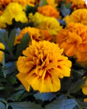 ポンポン 花屋ブログ 神奈川県逗子市の花屋 花里にフラワーギフトはお任せください 当店は 安心と信頼の花キューピット加盟店です 花 キューピットタウン