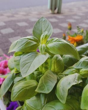 バジル｜「花里」　（神奈川県逗子市の花キューピット加盟店 花屋）のブログ