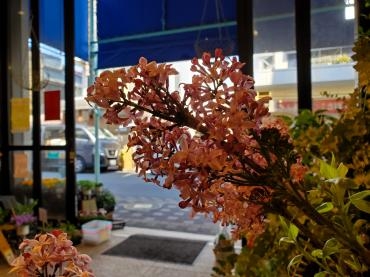 光｜「花里」　（神奈川県逗子市の花キューピット加盟店 花屋）のブログ