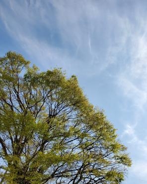 新芽｜「花里」　（神奈川県逗子市の花キューピット加盟店 花屋）のブログ