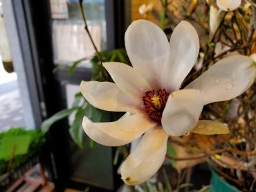 スキップ｜「花里」　（神奈川県逗子市の花キューピット加盟店 花屋）のブログ