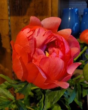 変化｜「花里」　（神奈川県逗子市の花キューピット加盟店 花屋）のブログ
