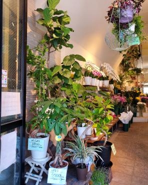 観葉植物 花屋ブログ 神奈川県逗子市の花屋 花里にフラワーギフトはお任せください 当店は 安心と信頼の花キューピット加盟店です 花キューピットタウン