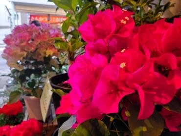 夏気分｜「花里」　（神奈川県逗子市の花キューピット加盟店 花屋）のブログ