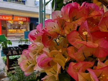 暑さが恋しい｜「花里」　（神奈川県逗子市の花キューピット加盟店 花屋）のブログ
