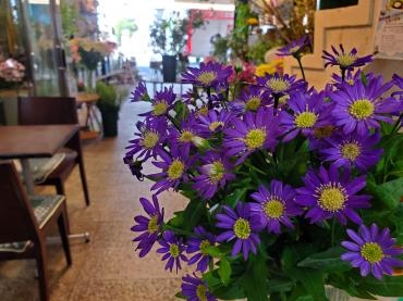 都忘れ｜「花里」　（神奈川県逗子市の花キューピット加盟店 花屋）のブログ