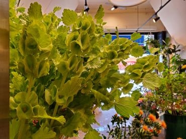 セロリではありません｜「花里」　（神奈川県逗子市の花キューピット加盟店 花屋）のブログ