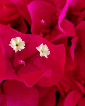 初夏の色｜「花里」　（神奈川県逗子市の花キューピット加盟店 花屋）のブログ