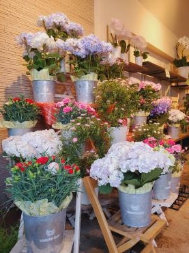 母の日の景色｜「花里」　（神奈川県逗子市の花キューピット加盟店 花屋）のブログ