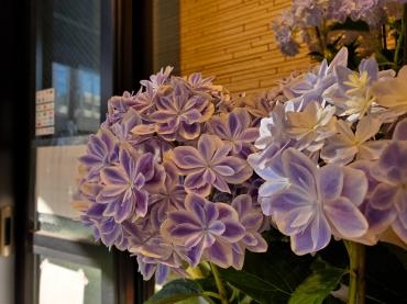 万華鏡｜「花里」　（神奈川県逗子市の花キューピット加盟店 花屋）のブログ
